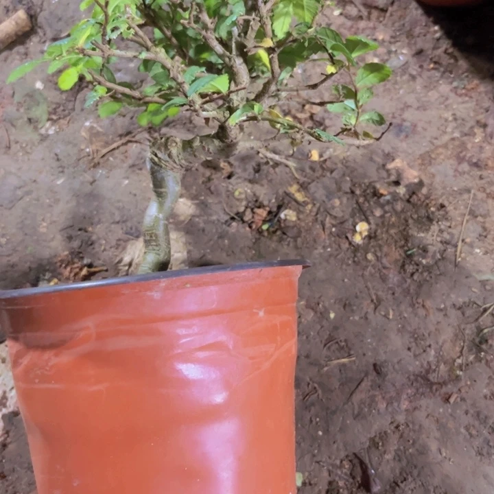 红陶20CM(含)-50CM(不含)关*人