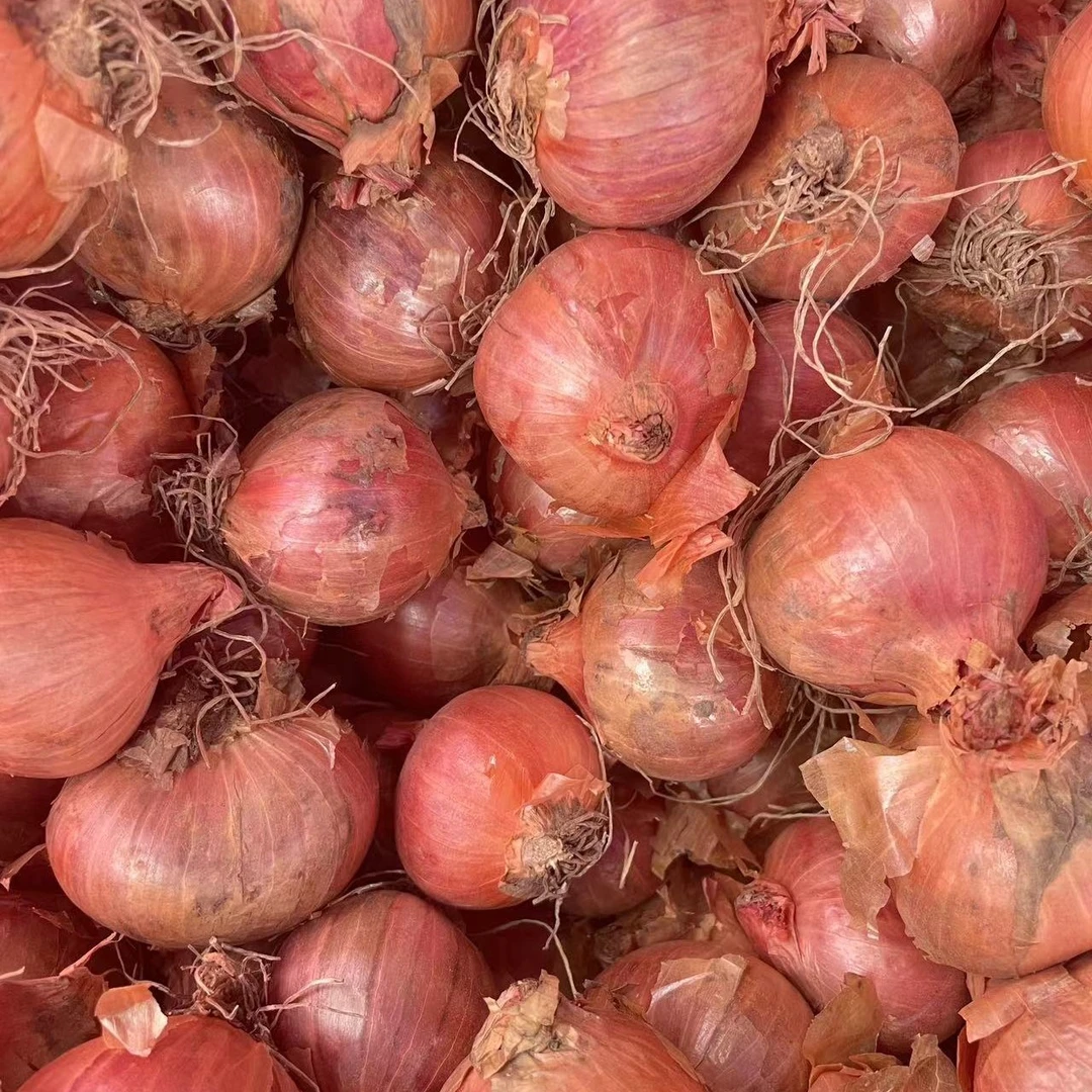 特大号笨毛葱5斤