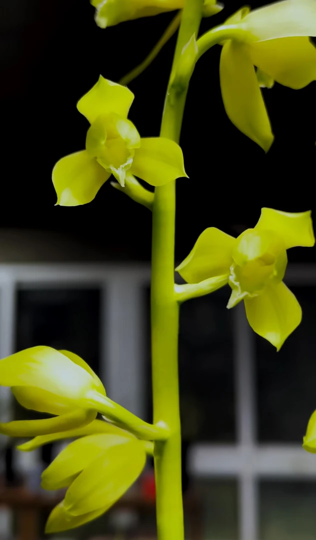 直播间一物一拍国兰名品艺草