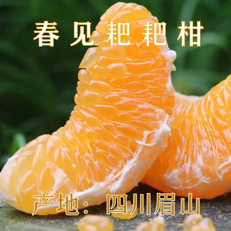 【精品】四川眉山春见耙耙柑新鲜当季口感香甜爆汁5-10斤装