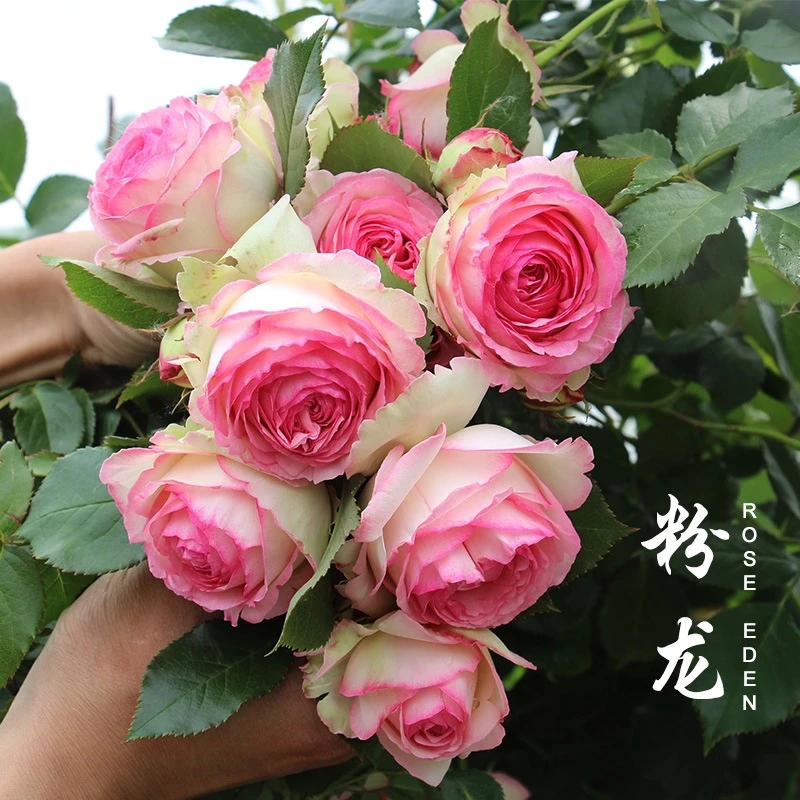 粉龙粉达夏洛特蔷薇花苗藤本月季爬墙大花爬藤植物多季开花卉盆栽