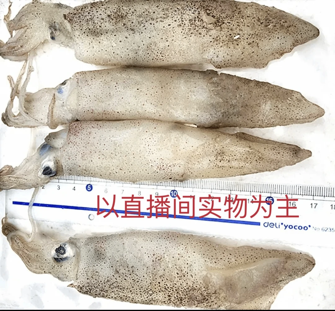 大连发货   笔管鱼（顺丰包邮）冻笔管如果出现掉头掉皮属于正常