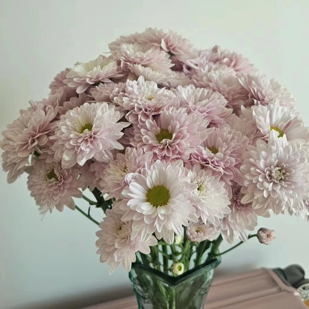 （全店3单发）汉城粉多头小雏菊1扎《有米花2》