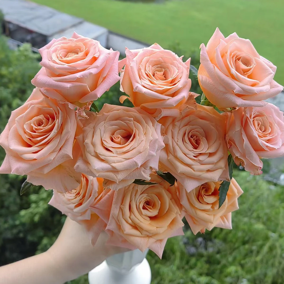 （全店3单发）微光单头玫瑰20支（有米花2）