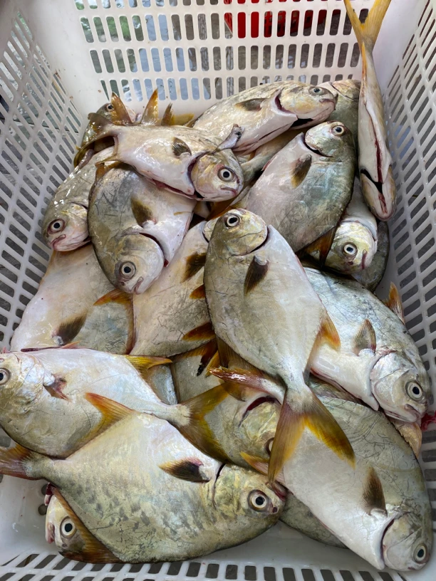 野生金鲳鱼3斤/5斤