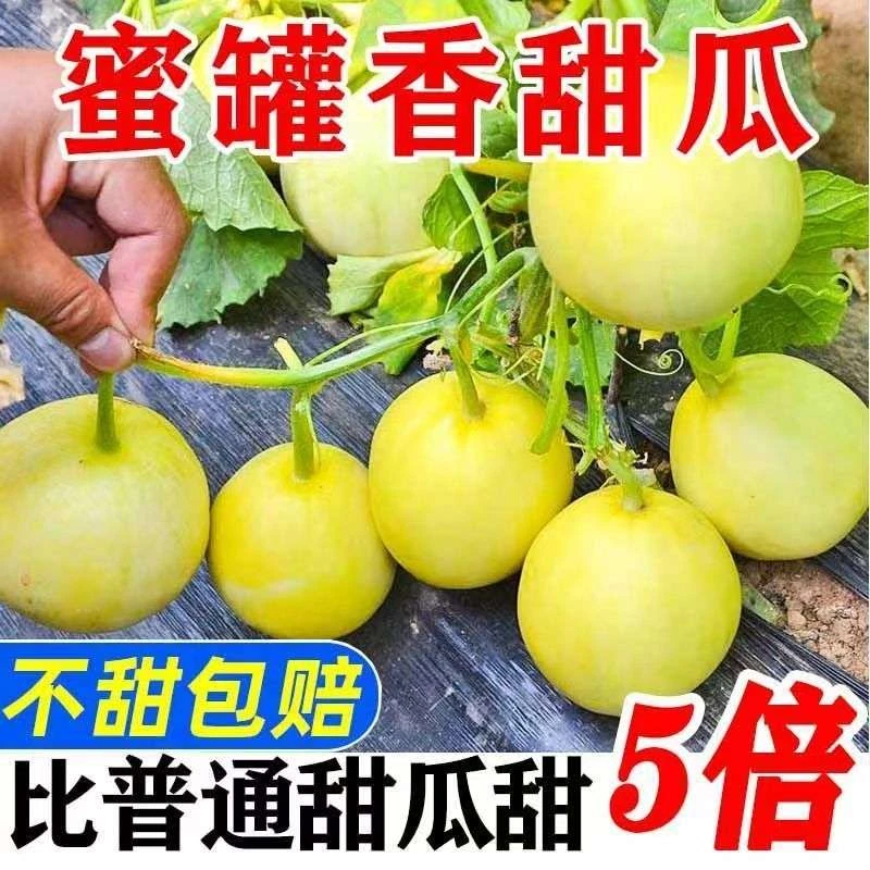 【产地直发】果肉软糯 清甜多汁小蜜罐甜瓜4.8~5.2斤