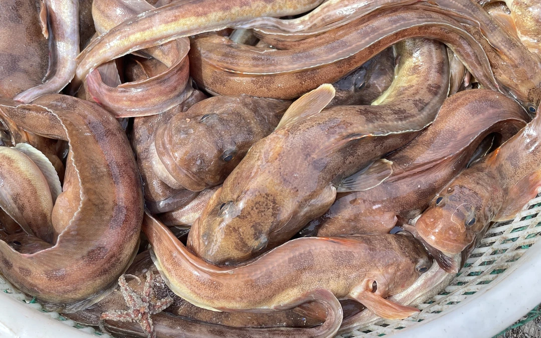 58 鲶鱼棍子、海鲶鱼顺丰包邮