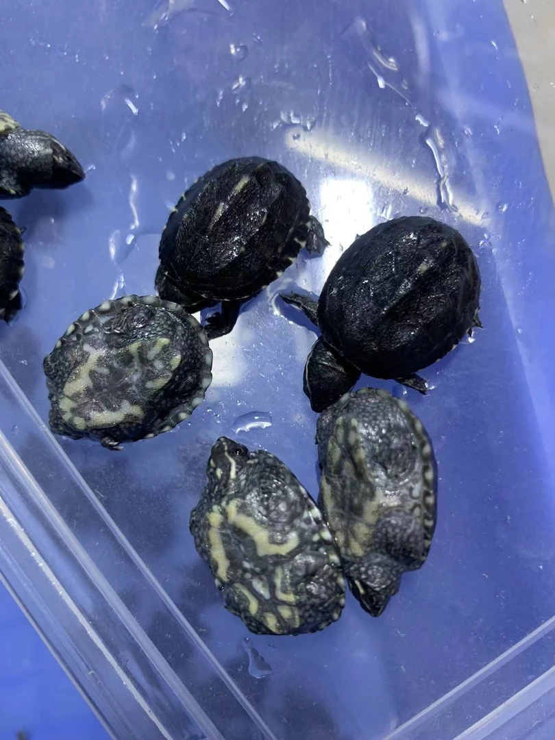 麝香小苗子,亚成 健康全品全品,观赏龟 直播间链接