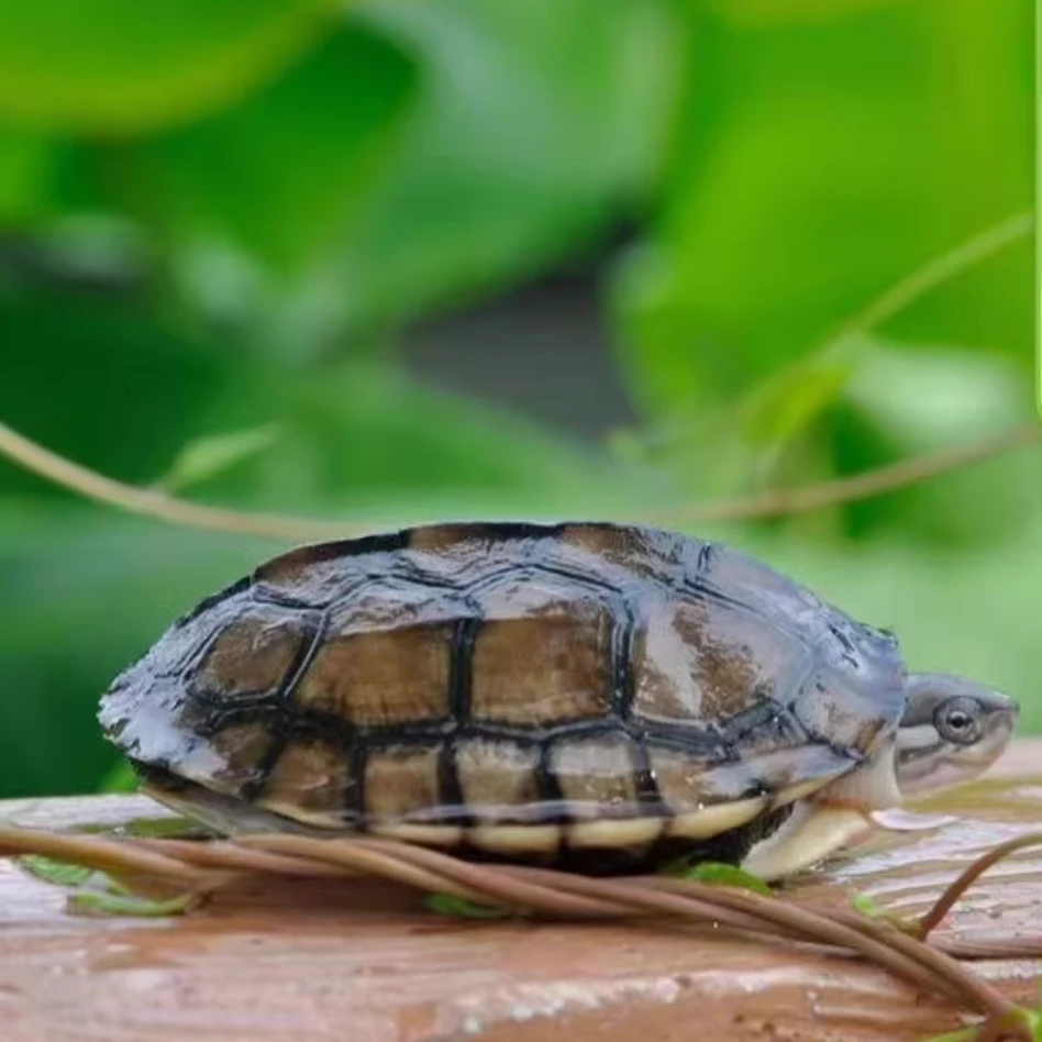 石金钱龟 （5-7cm) 观赏龟 直播间链接