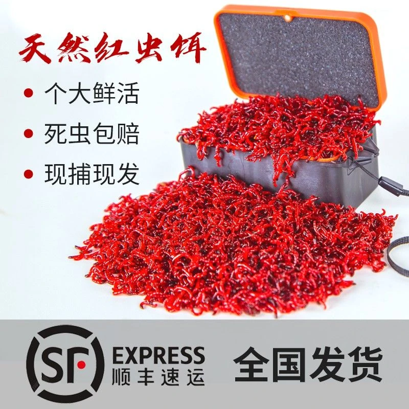 天津鲜活红虫挂钩捆绑拉饵肉夹馍喂鱼活饵现发草鲤鲫野钓黑坑可用