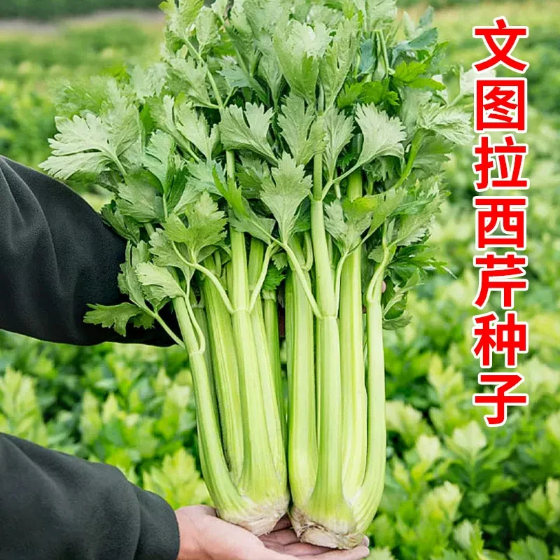 【全店满五包包邮】四季大肉西芹种子四季播肉厚脆爽洋芹菜种子阳