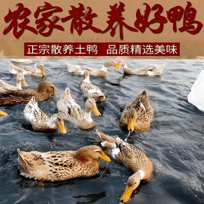【买一送一】农家散养土麻鸭冷链包邮宰杀两只整箱五斤无内脏去爪