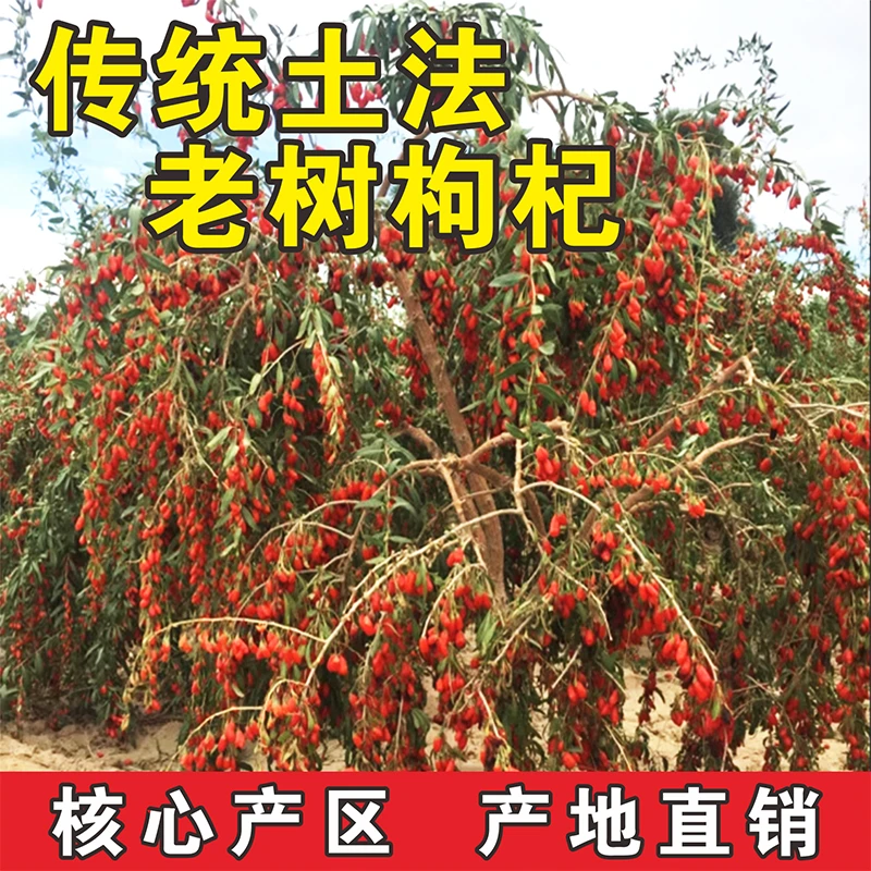 正宗高原老树土枸杞诺木洪核心产区红枸杞青藏特产枸杞子