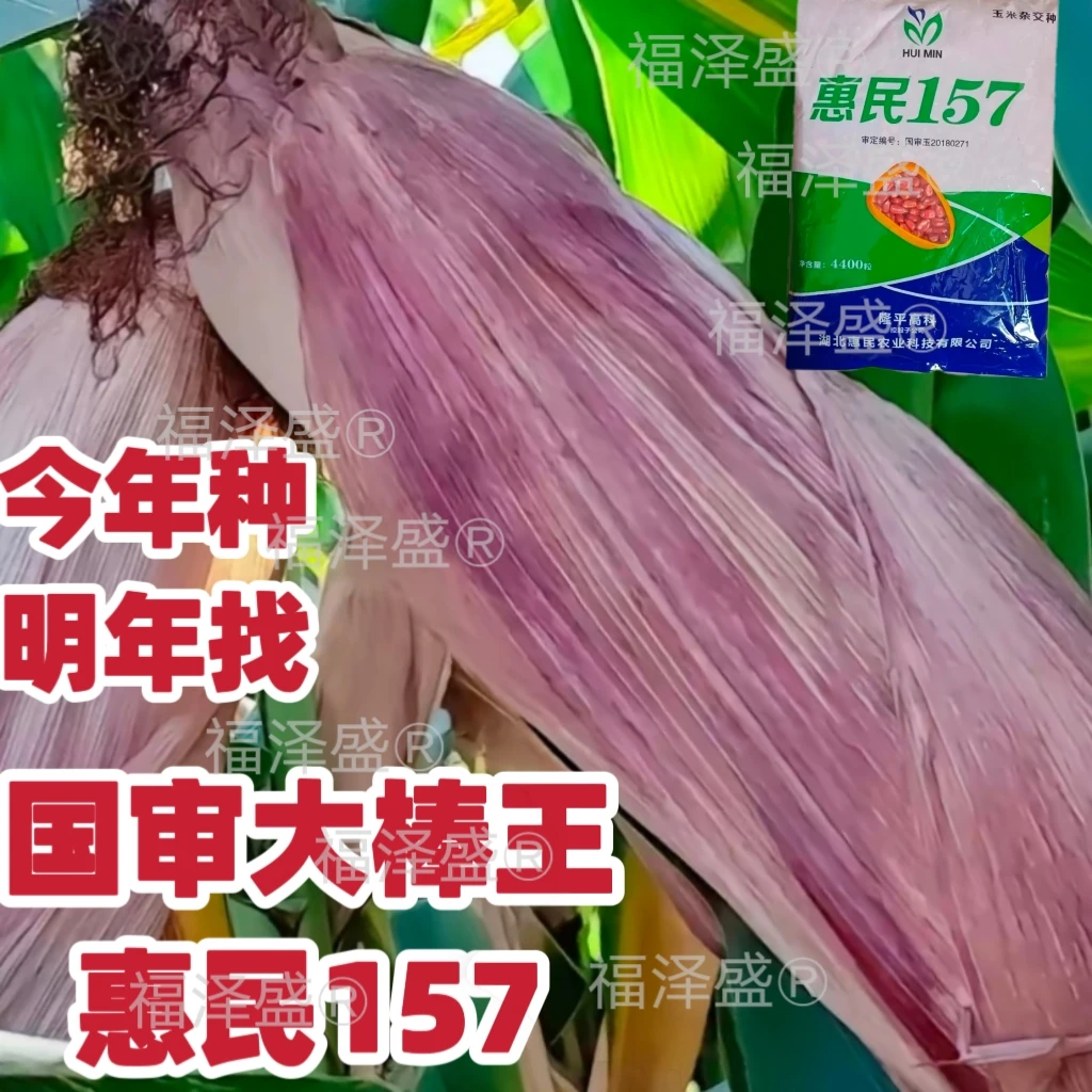 抗旱惠民157矮杆大棒红轴高产玉米种子批发
