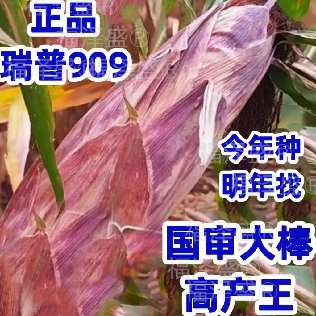 无品牌国审高产玉米种子三联瑞普909矮杆大棒红轴瑞普909玉米种