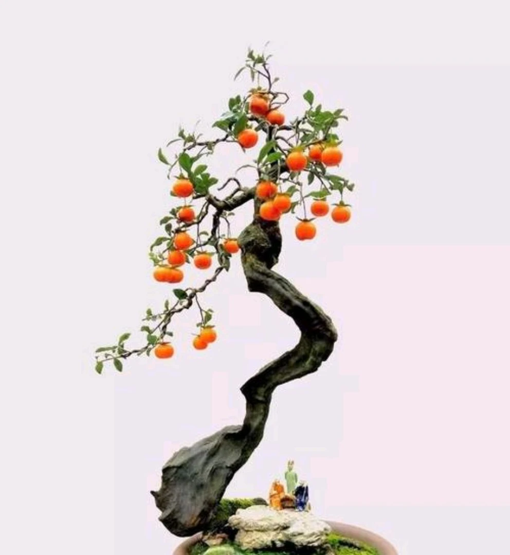 金弹子直播间一物一价，一物一拍