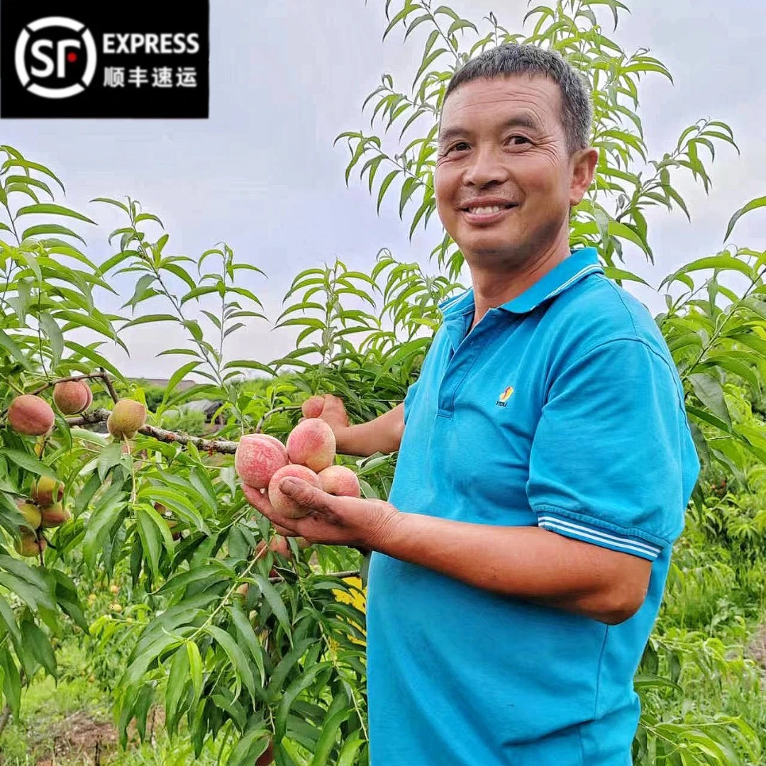 顺丰包邮湖北广水胭脂红鲜桃现摘血桃老树正宗孕宝可吃现摘5斤装