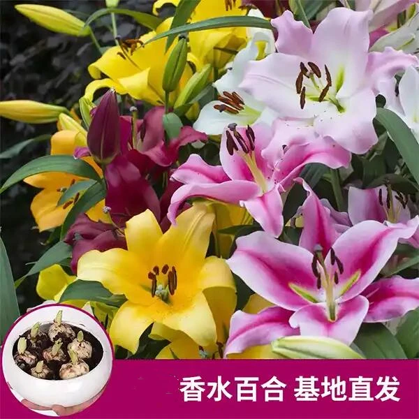 【香水百合】香水百合 花朵大 花期长 室内外都可种植