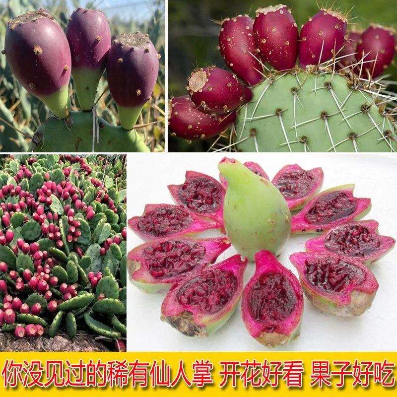 食用结果仙人掌宝塔黄大刺米邦塔仙人掌火龙果红花大仙人掌果子