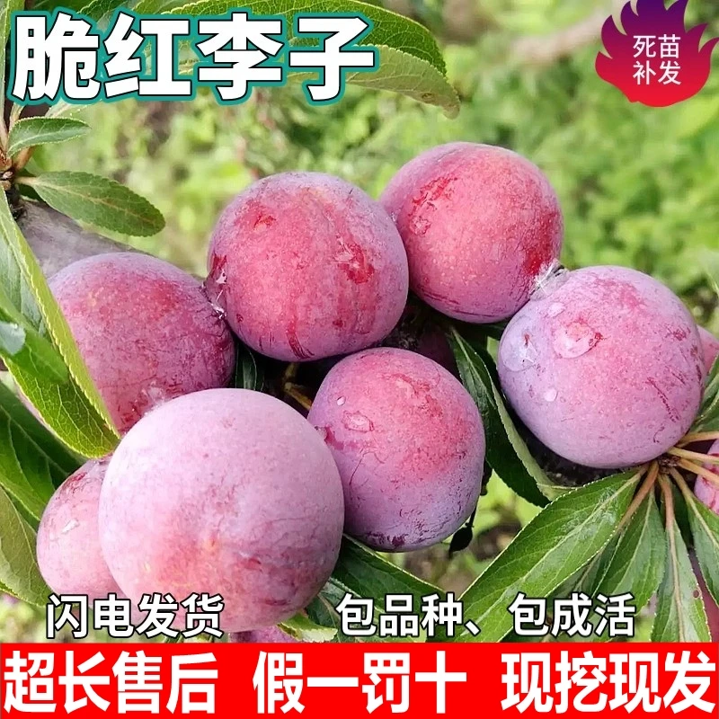 脆红李子果树苗南北方地栽庭院阳台盆栽种植特大果嫁接苗当年结果