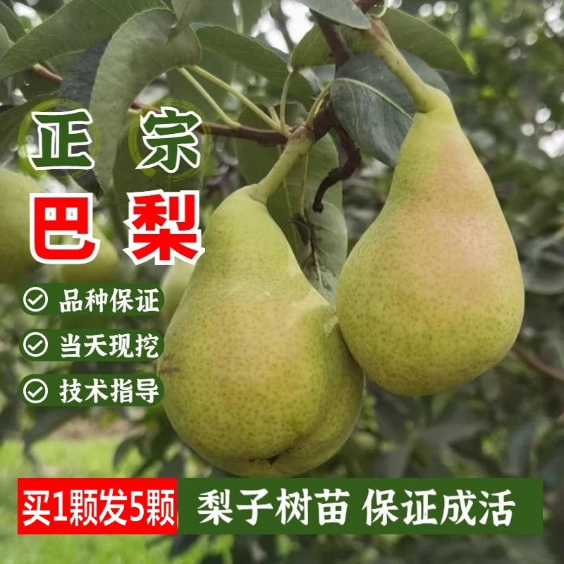 西洋梨树苗嫁接长颈梨香蕉梨啤梨巴梨苗树果苗特大南北方种植地栽