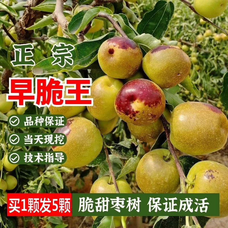 枣树活苗沾化冬枣嫁接特大超甜早脆王枣子树苗南北方种植当年结果