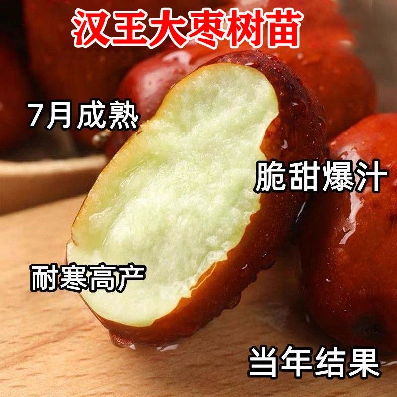 枣树活苗新品种特大汉王枣树苗矮化南北方四季种植果树苗当年结果
