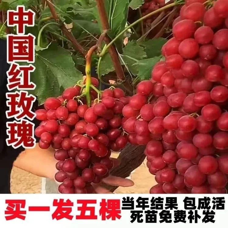 中国红玫瑰葡萄树苗嫁接深红无籽红提葡萄苗阳台盆栽爬藤地栽耐寒
