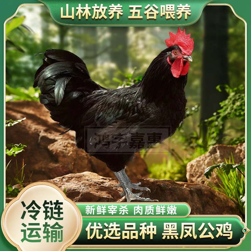 【山林散养土鸡】买一送一 放养黑凤土公鸡 净膛 到手两只净重6斤