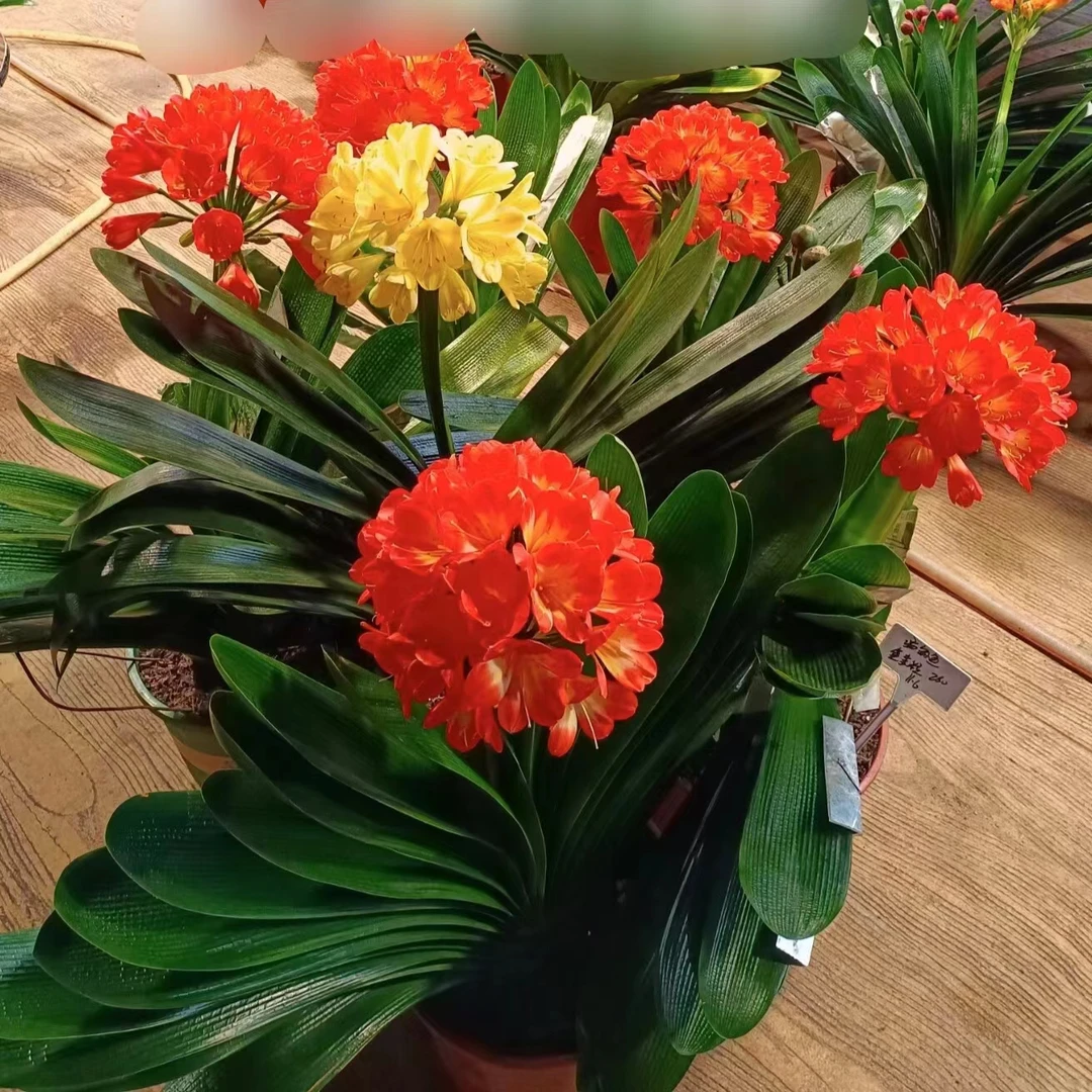 特大红花球苗4-5片叶1颗29.9原盆 包邮（保花色）