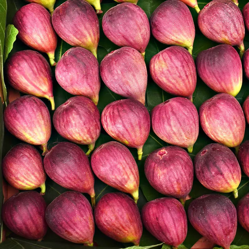 【顺丰冷链】树熟无花果成都波姬红应季孕妇水果新鲜采摘红皮无花果