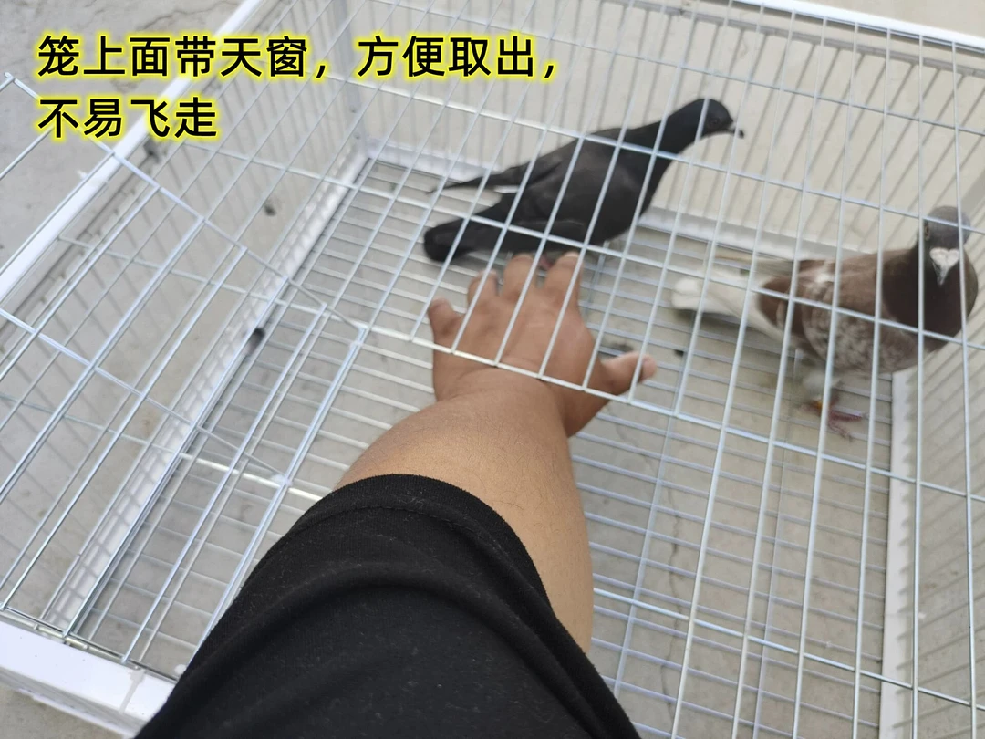 新款鸽子笼只进不出神器天落笼加密活络门撞门笼户外家用