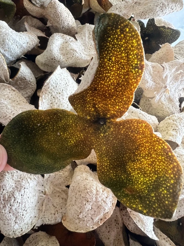 【茶坑圈枝二红】正宗新会陈皮核心产区2024年茶坑圈枝二红皮