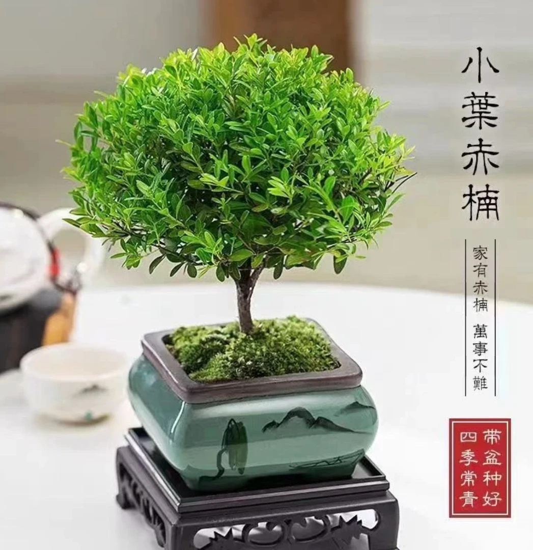 小叶赤楠盆栽花卉绿植四季常青三叶红芽植物室内造景古韵季节