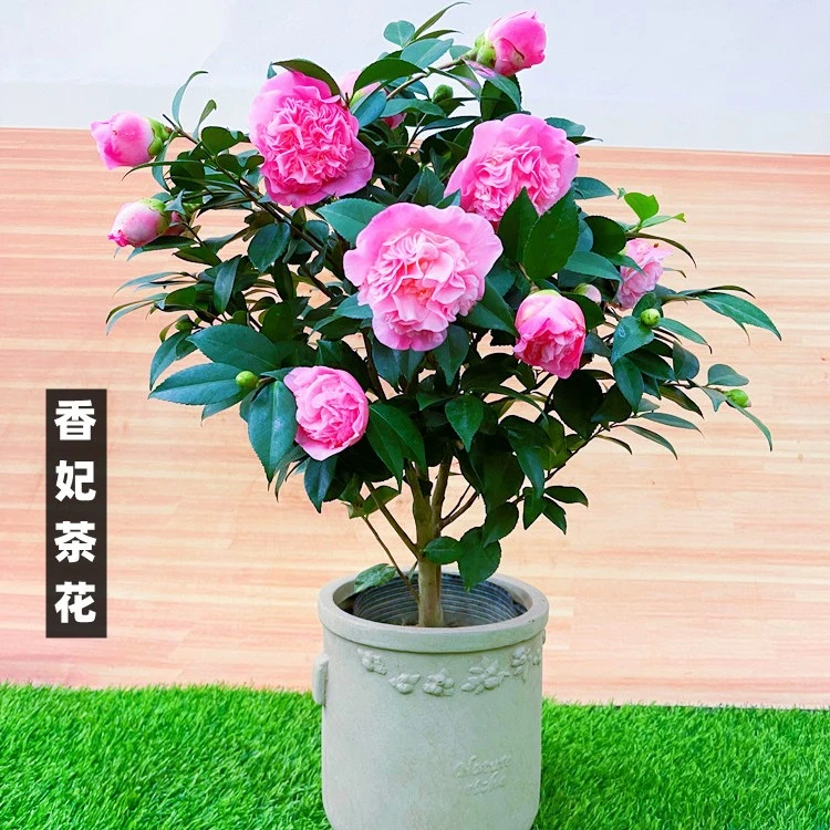 茶花树苗地栽耐寒花卉绿植盆栽室内室外绿植四季常青五色赤丹香妃
