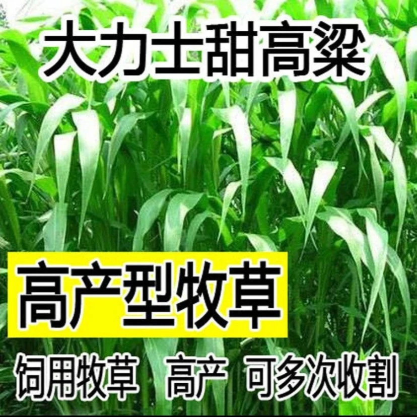 进口甜高粱牧草种子种猪牛羊马爱吃草籽食用鱼草种籽养殖四季高产