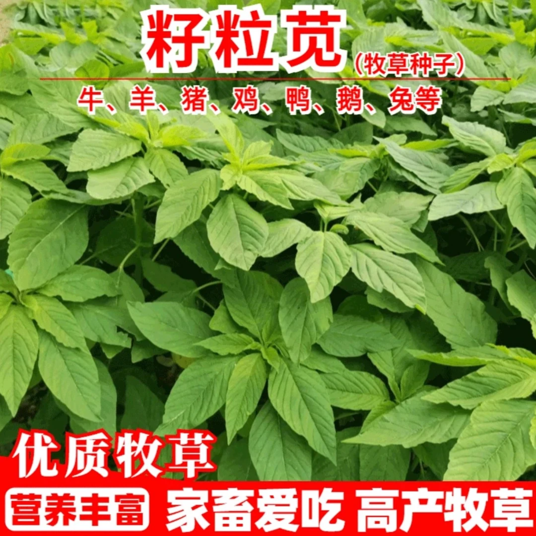 美国籽粒苋种子 高产优质草种长高种植发芽丰富亩产收割