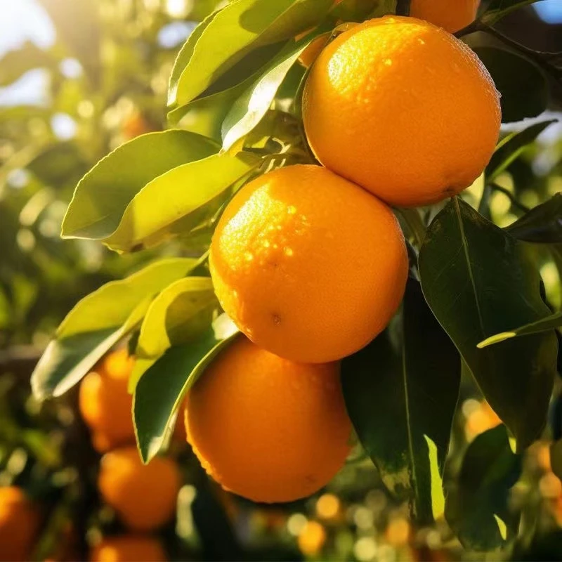 正宗江西赣南水果现摘现发