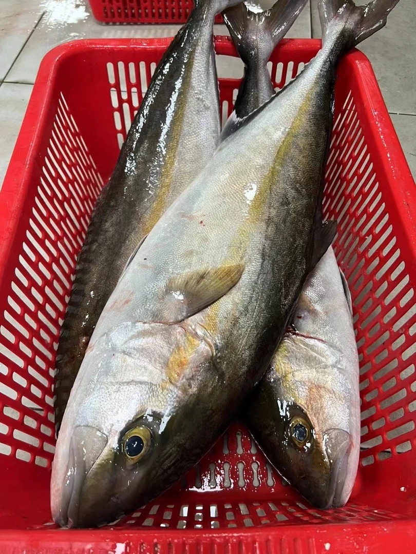 台海章红8-11斤 油脂丰富 可刺身、熟食（多退少补）