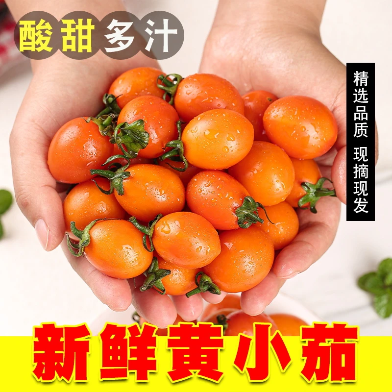 黄色圣女果应季新鲜采摘千禧迷彩三色小番茄西红柿蔬菜拼1/3/5斤