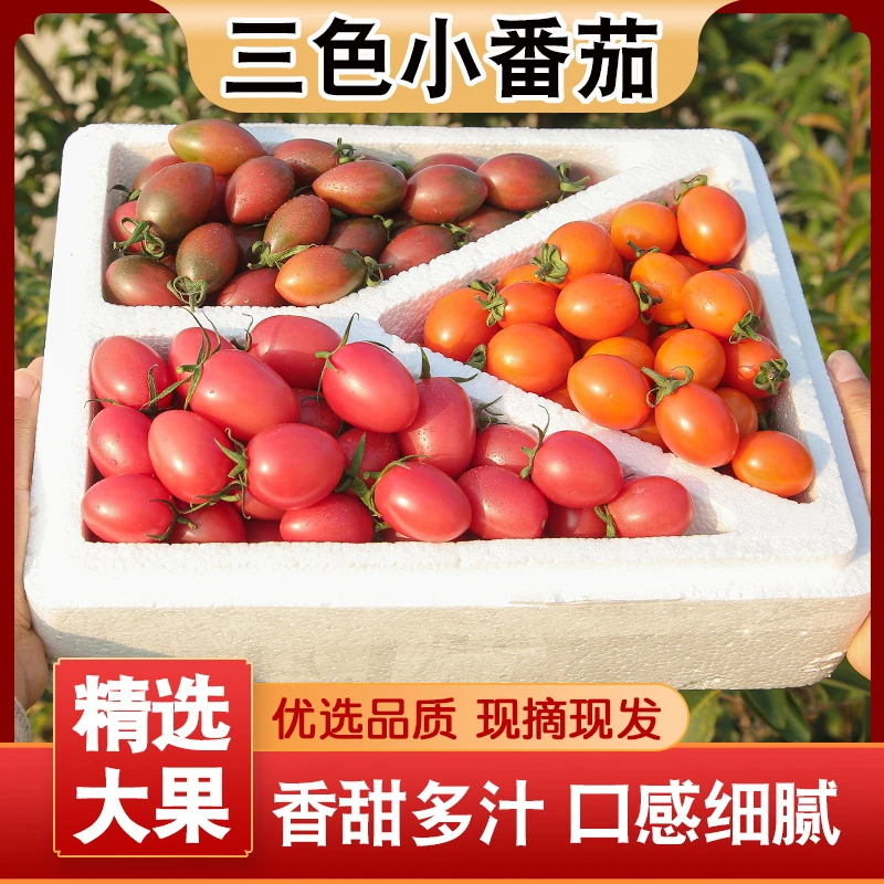 漳州三色紫弹头迷彩小番茄新鲜西红柿水果圣女果现摘现发1/3/5斤