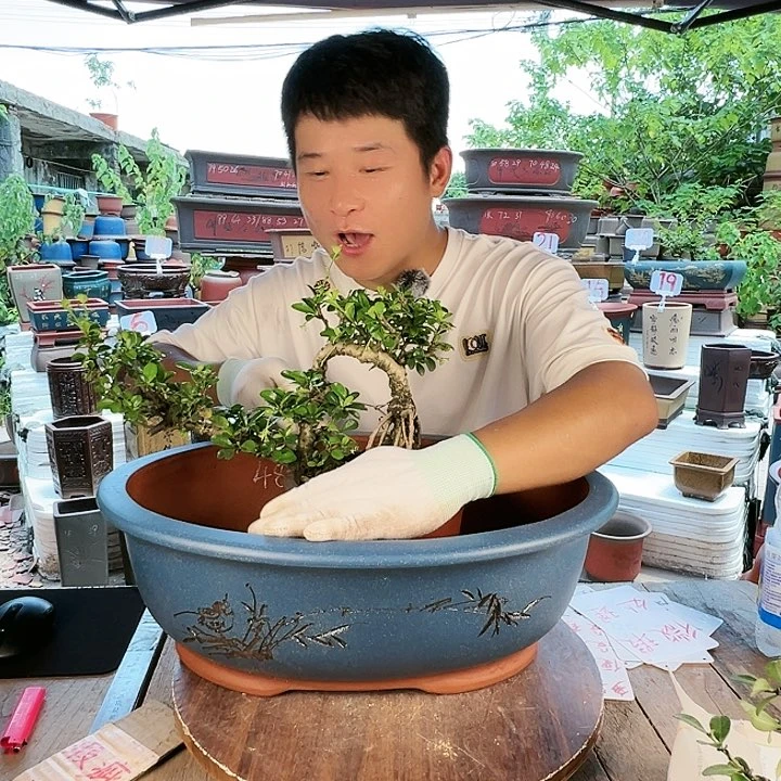 紫砂20CM（含）-50CM（不含）