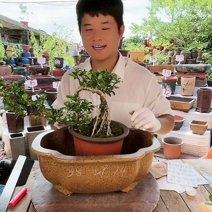 紫砂20CM（含）-50CM（不含）