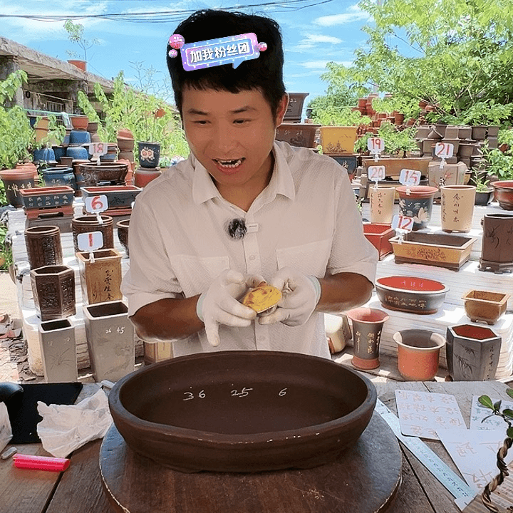 紫砂20CM（含）-50CM（不含）