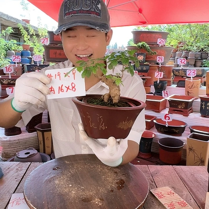 紫砂20CM（含）-50CM（不含）