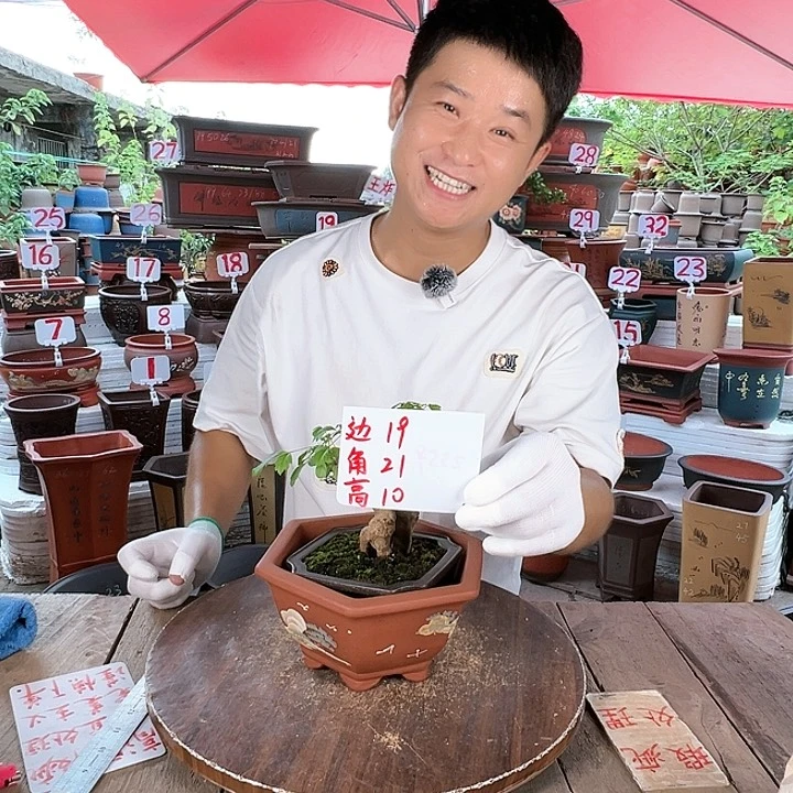 紫砂20CM（含）-50CM（不含）