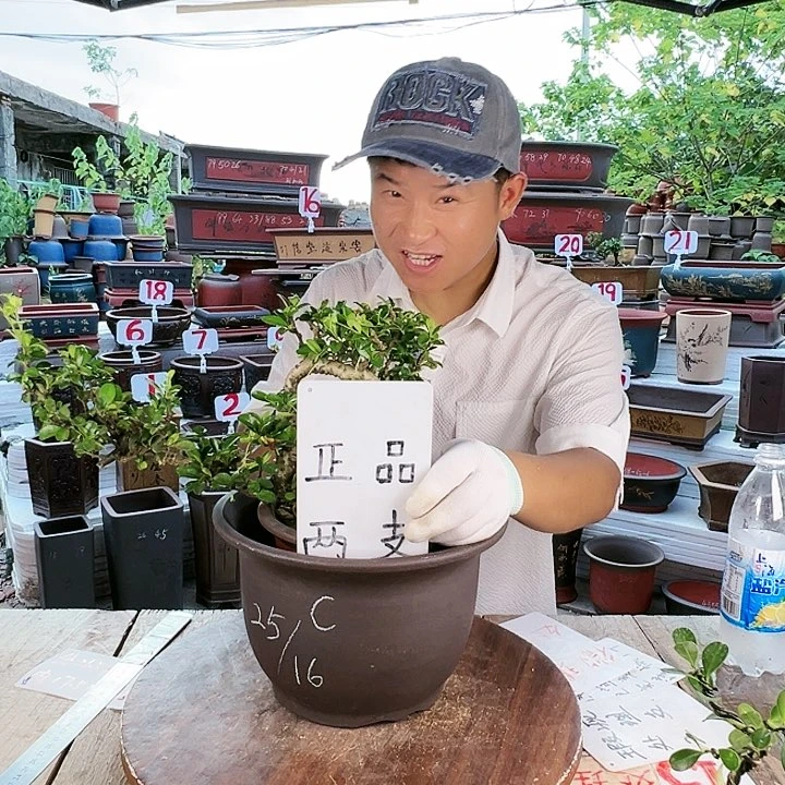 紫砂20CM(含)-50CM(不含)