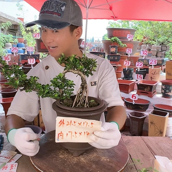 紫砂20CM（含）-50CM（不含）