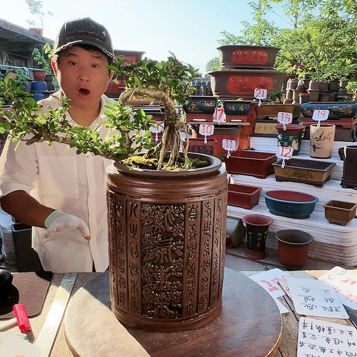 紫砂20CM（含）-50CM（不含）