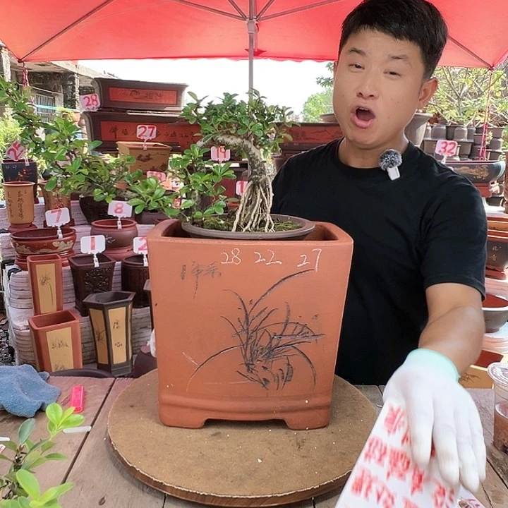 紫砂20CM（含）-50CM（不含）